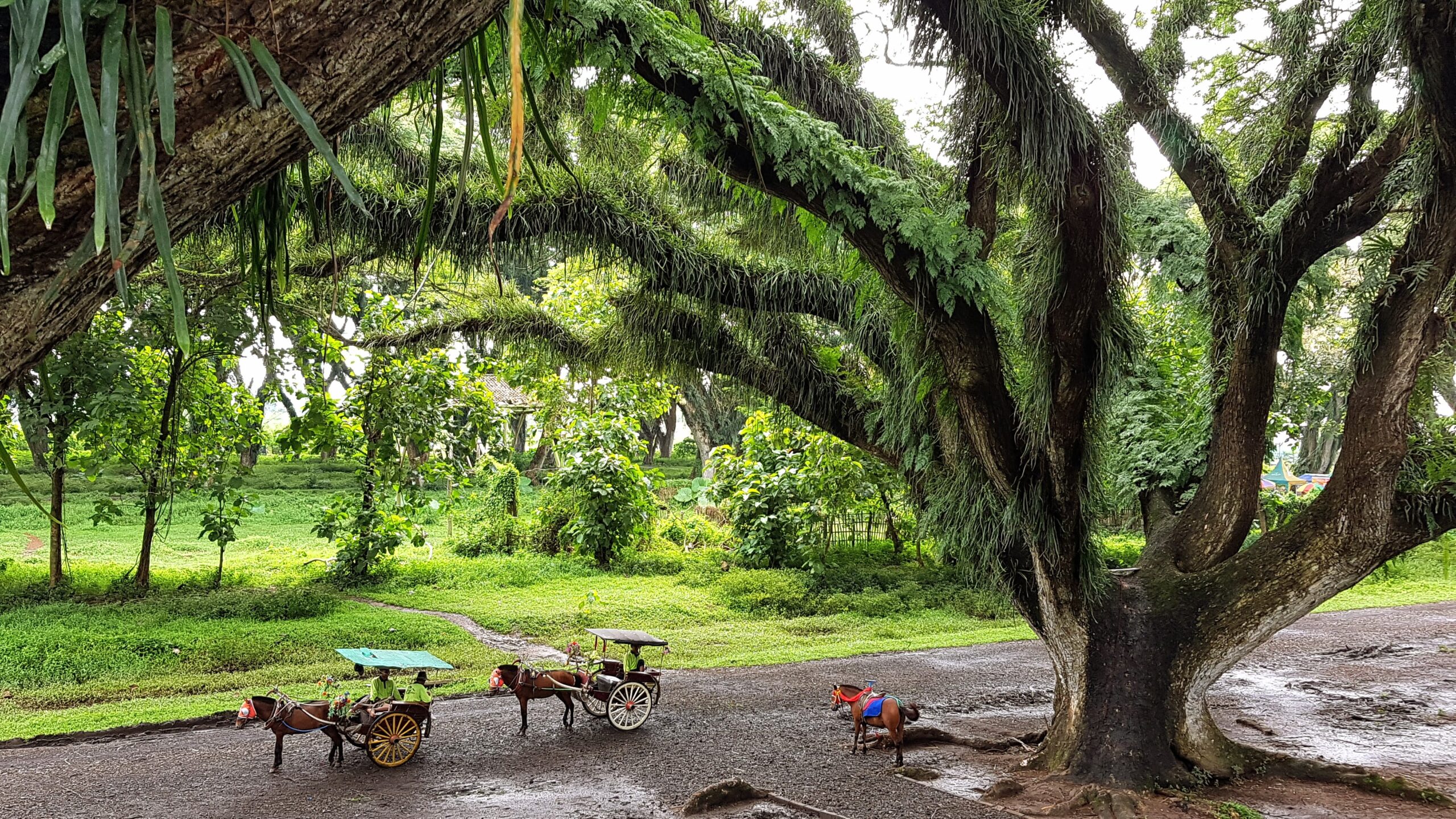 Giant trembesi trees at De Djawatan Park in Banyuwangi, East Java.