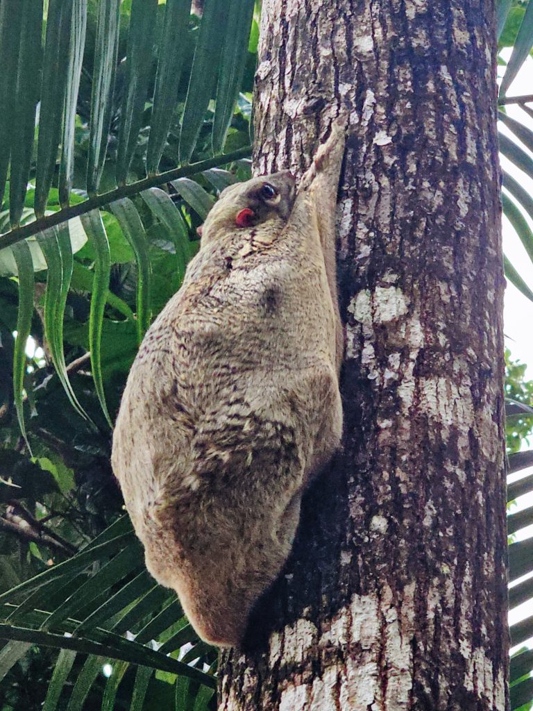 Colugo sleeping on a tree during a nature walk at Berjaya Langkawi Resort.