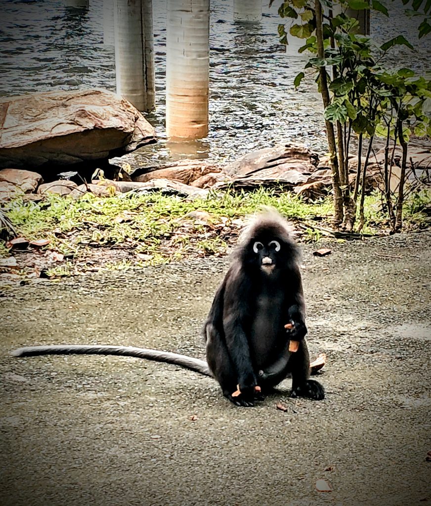 Dusky leaf monkey spotted in the rainforest at Berjaya Langkawi Resort
