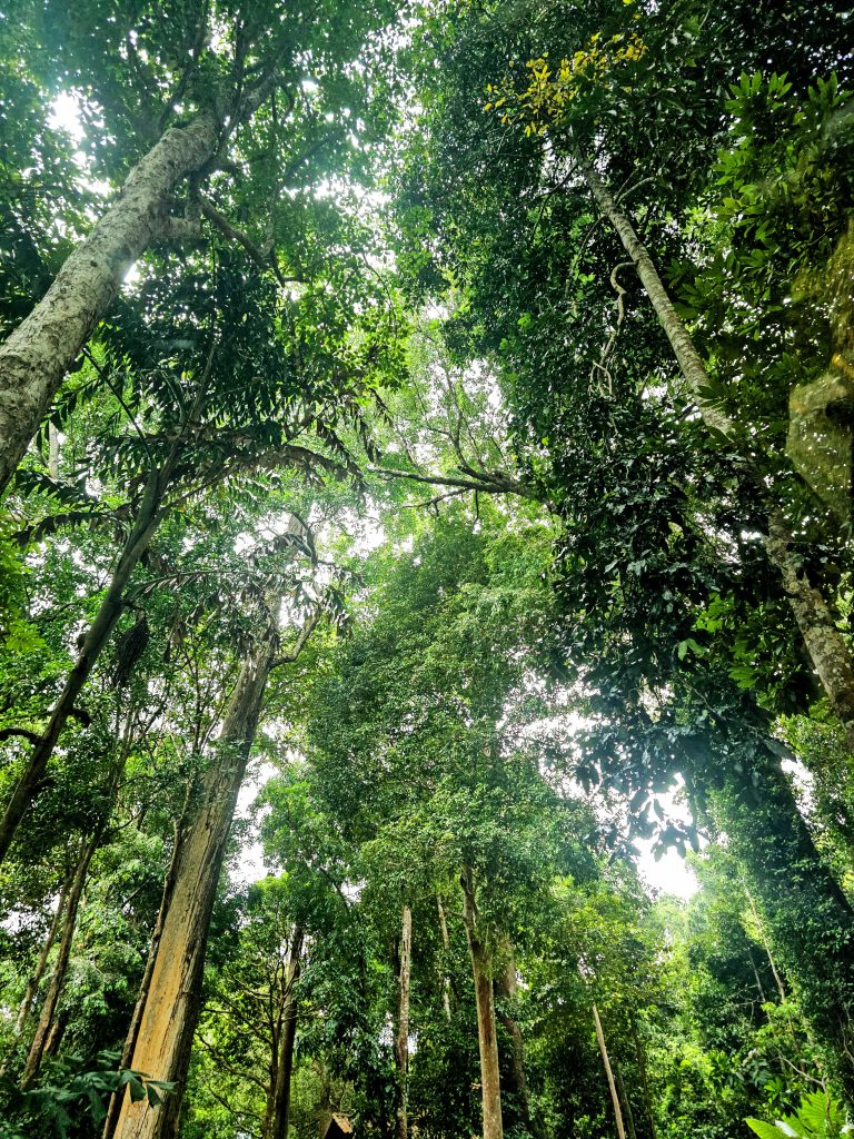 Beautiful Langkawi rainforest inside Berjaya Langkawi Resort with tall green trees.