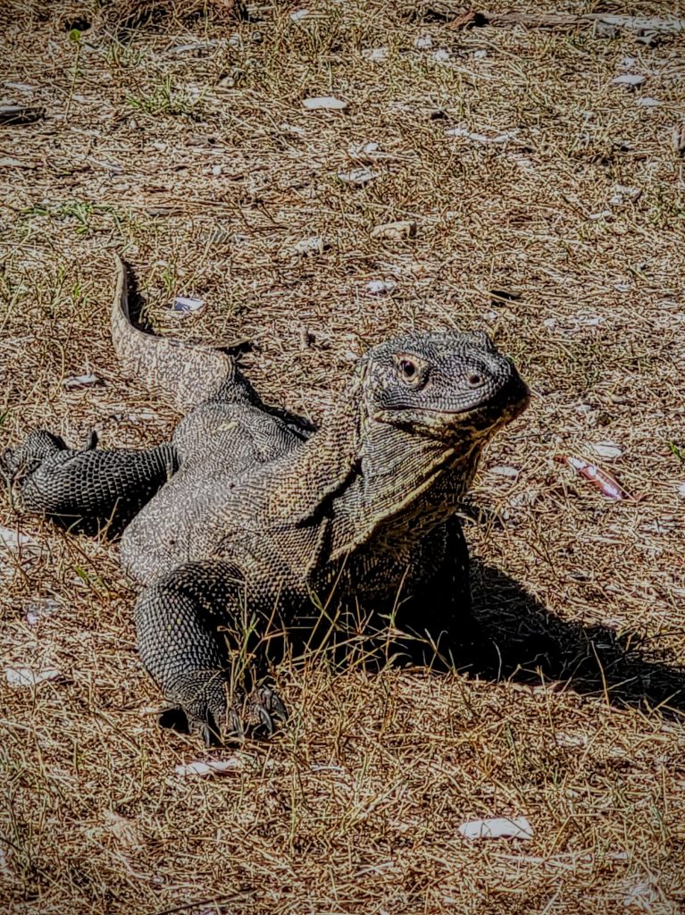 Komodo dragon spotted in the wild along a guided path in Komodo National Park