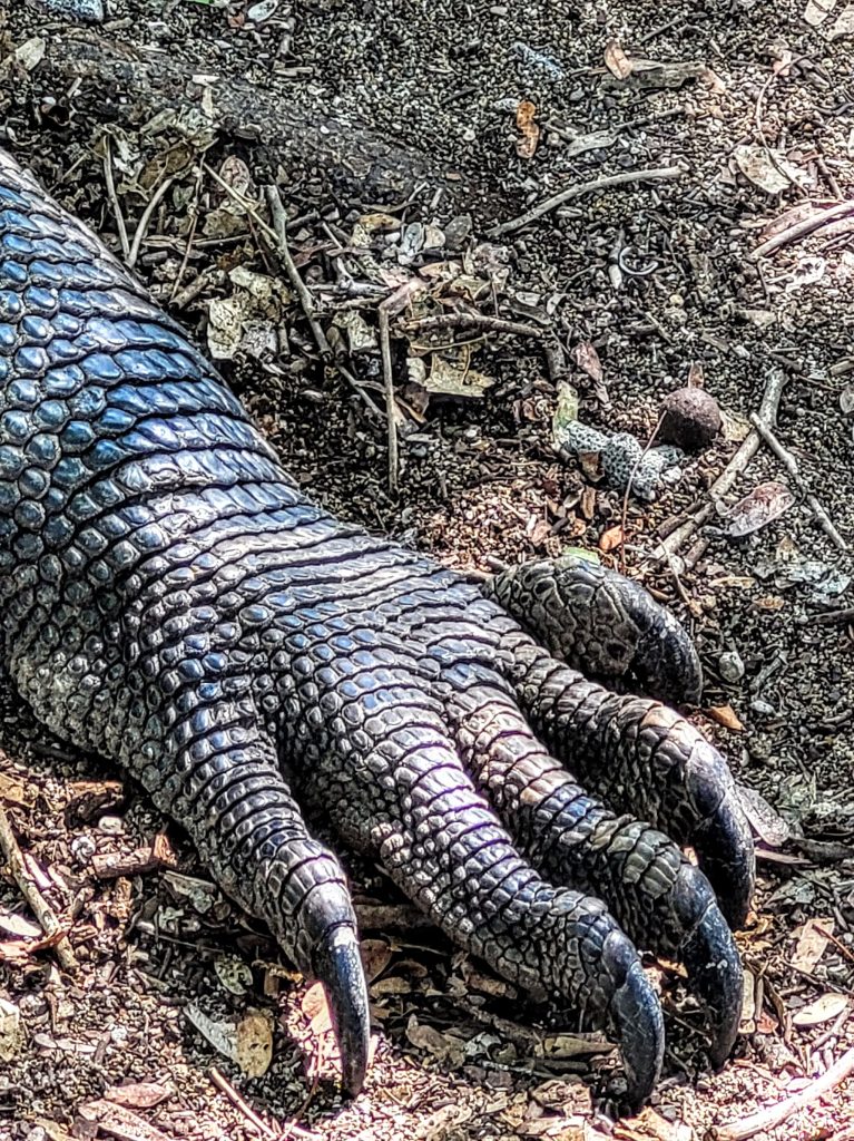 Close-up of Komodo dragon paws on the ground in Komodo National Park