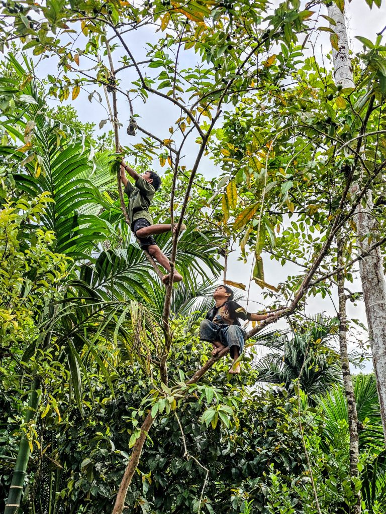 Mentawai kids climbing tree branches, showing their free and adventurous jungle childhood.