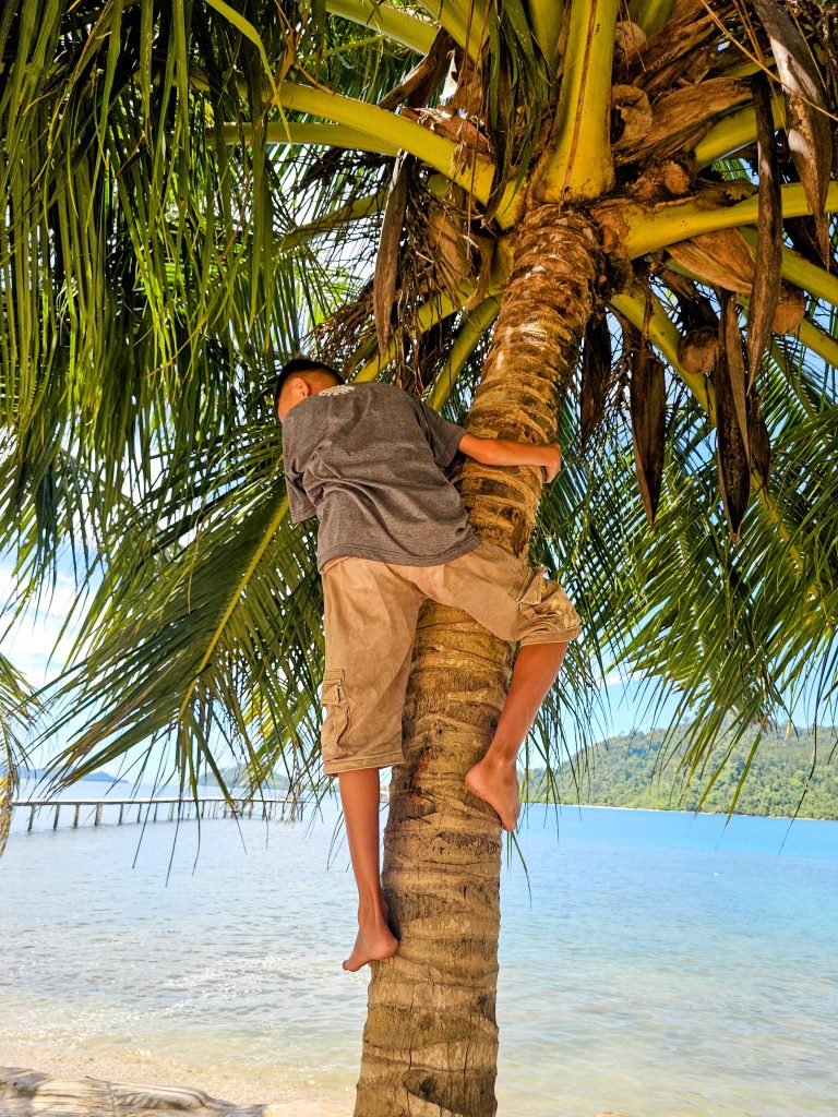 Local kid climbing coconut tree to harvest fresh coconuts at Ricky's Beach House, West Sumatra - the authentic 20-minute coconut experience