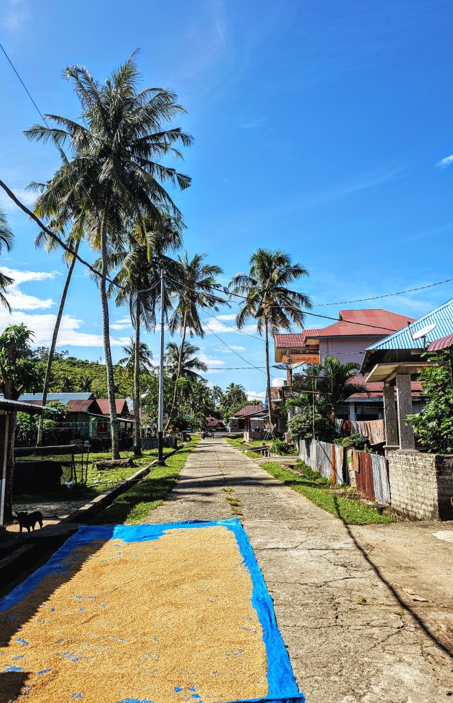 Rice grains drying on tarps across village road in Sungai Pinang, West Sumatra - traditional Indonesian community trust and rural life