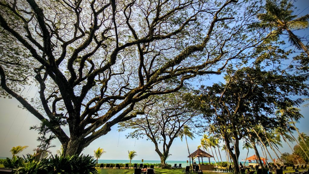 Century-old rain trees in the gardens at Shangri-La Rasa Sayang luxury resort, Batu Ferringhi, Penang, Malaysia