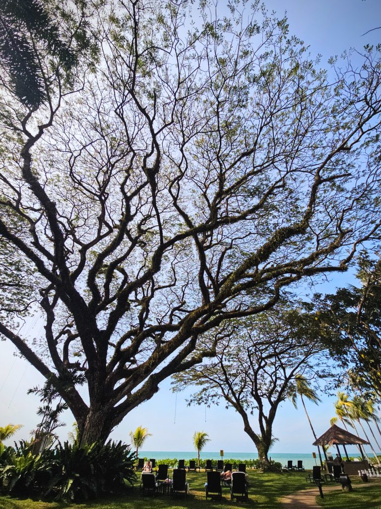 Majestic century-old rain tree in the gardens at Shangri-La Rasa Sayang resort, Penang, Malaysia
