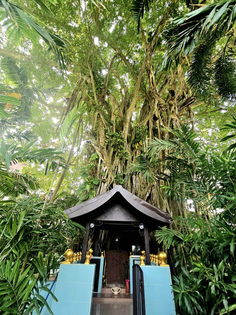 Traditional temple shrine beneath heritage rain tree at Shangri-La Rasa Sayang gardens, Penang, Malaysia