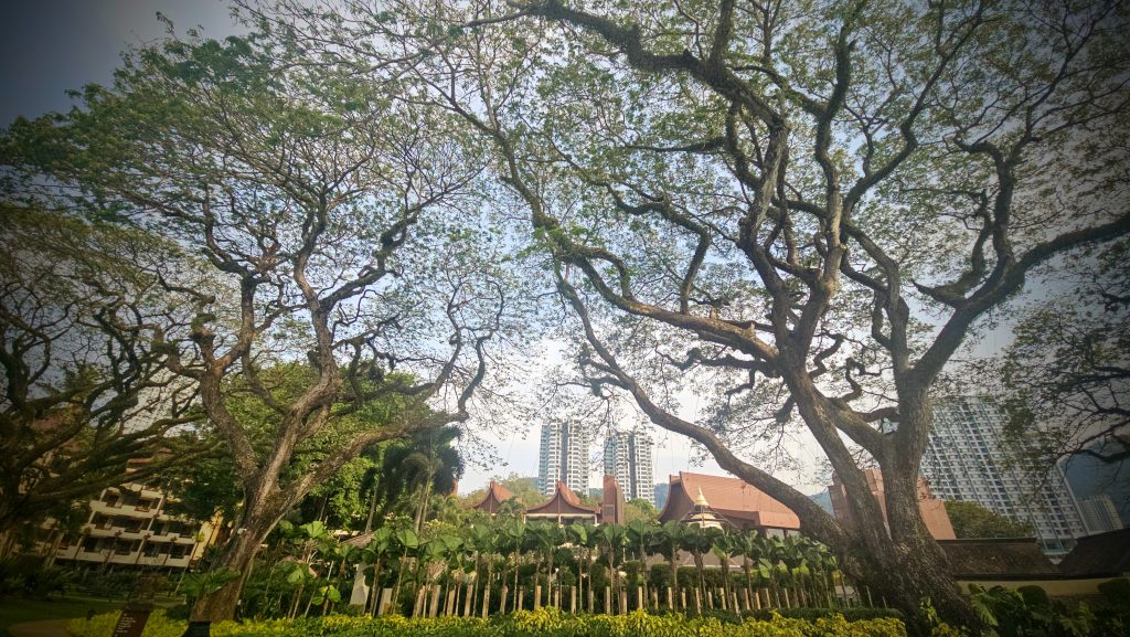 Sprawling canopy of century-old rain tree at Shangri-La Rasa Sayang resort gardens, Batu Ferringhi, Penang