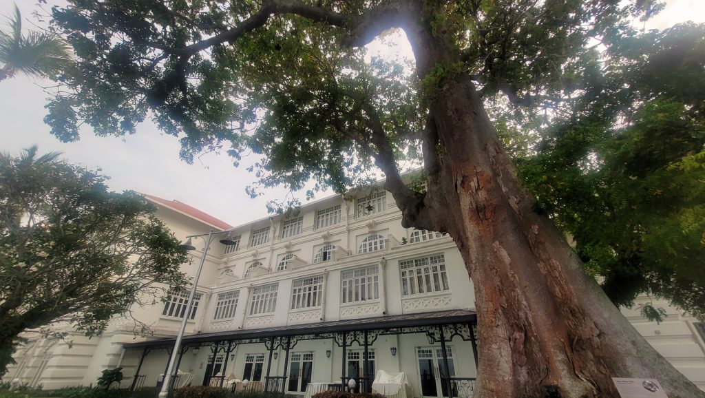 The iconic Java tree at E&O Hotel Penang in the heritage grounds