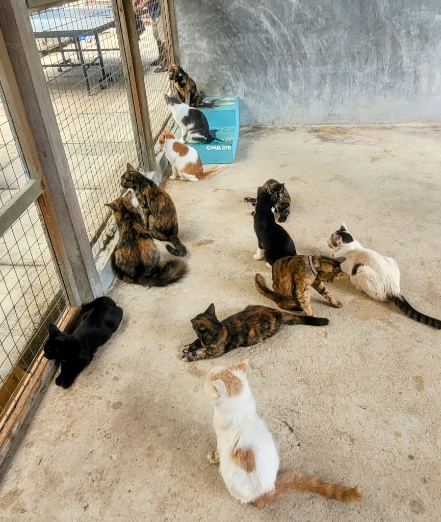 Resident cats at LASSie Langkawi Animal Shelter and Sanctuary at Bon Ton Resort