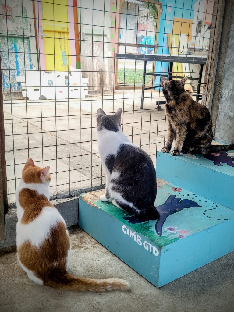 Stray cat given sanctuary at LASSie animal rescue Bon Ton Langkawi