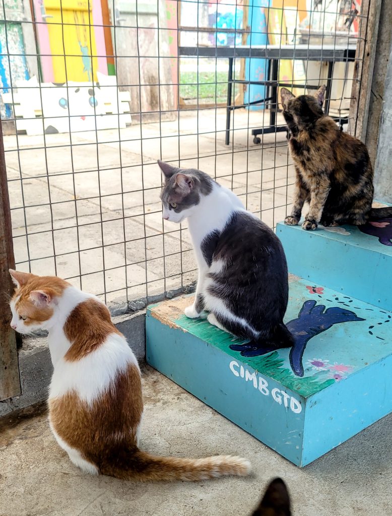 Rescue cats at LASSie animal sanctuary Bon Ton Langkawi