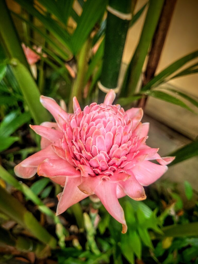 Wild ginger flower growing in rainforest at Gaya Island Resort Sabah