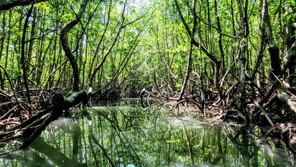 Mangroves surrounding Gaya Island Resort in Sabah
