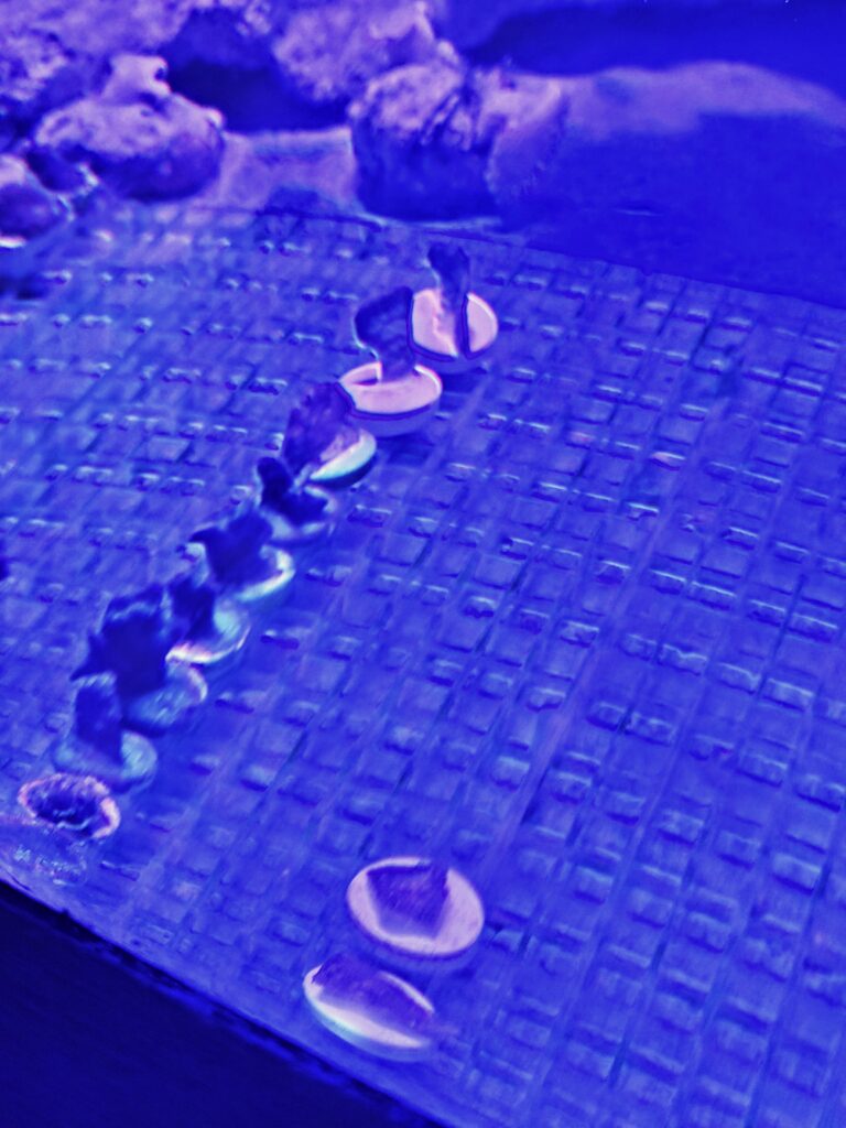 Coral fragments growing in aquarium at Gaya Island Resort marine centre