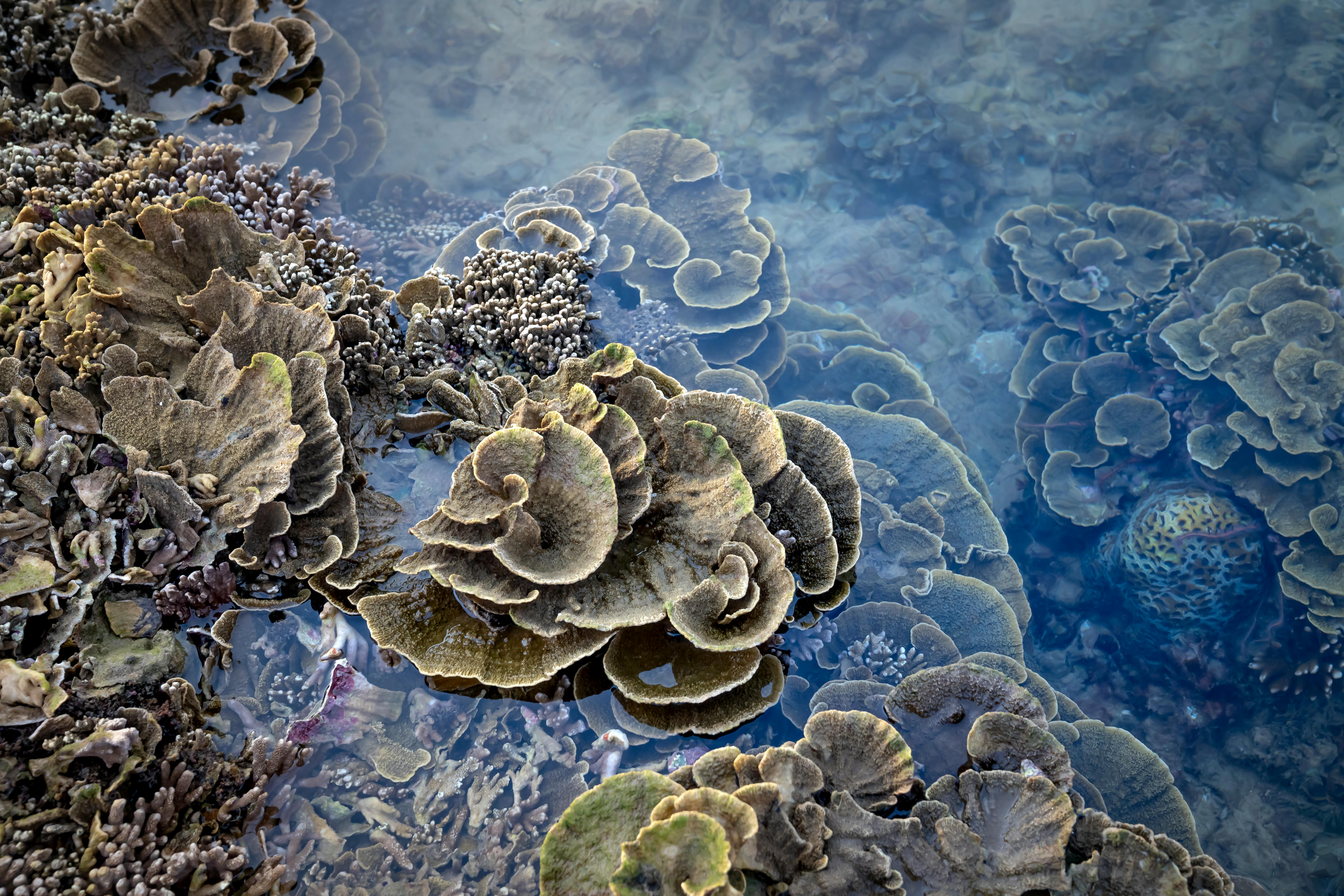 Rose coral at Laila Reef near Blue Rings Reef Sabah