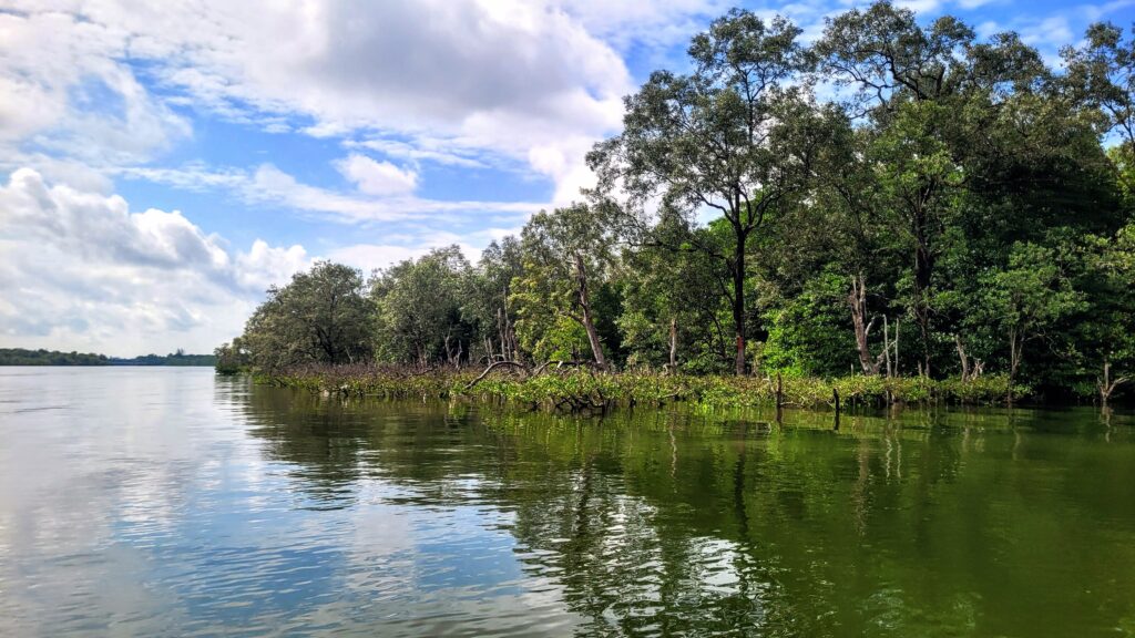 View of the Santubong River surrounded by mangrove forests in Sarawak