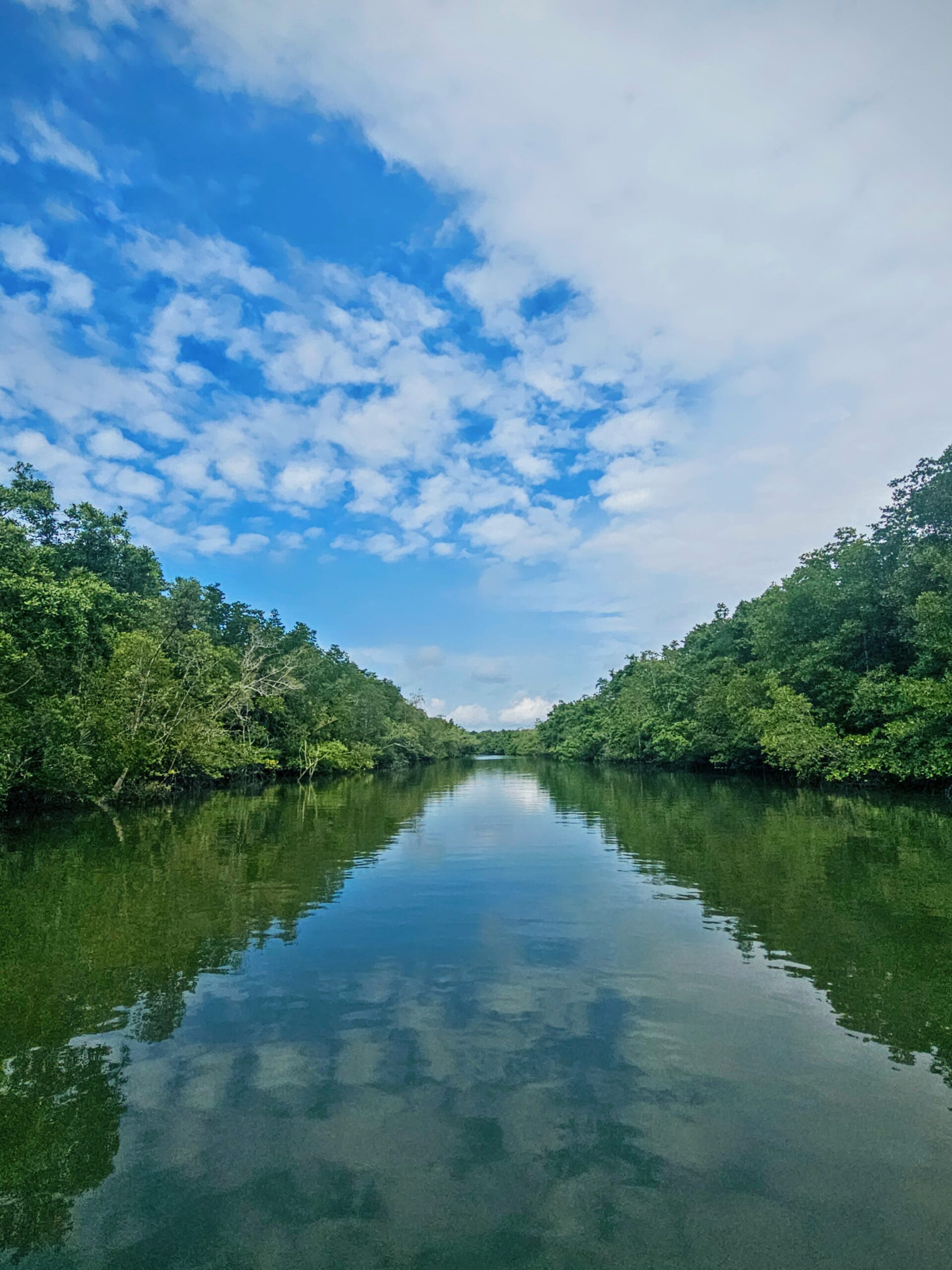 Mangrove forest at Santubong Wetlands in Sarawak, Malaysia
