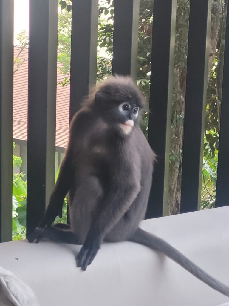 Dusky leaf monkeys on the balcony at The Ritz-Carlton Langkawi