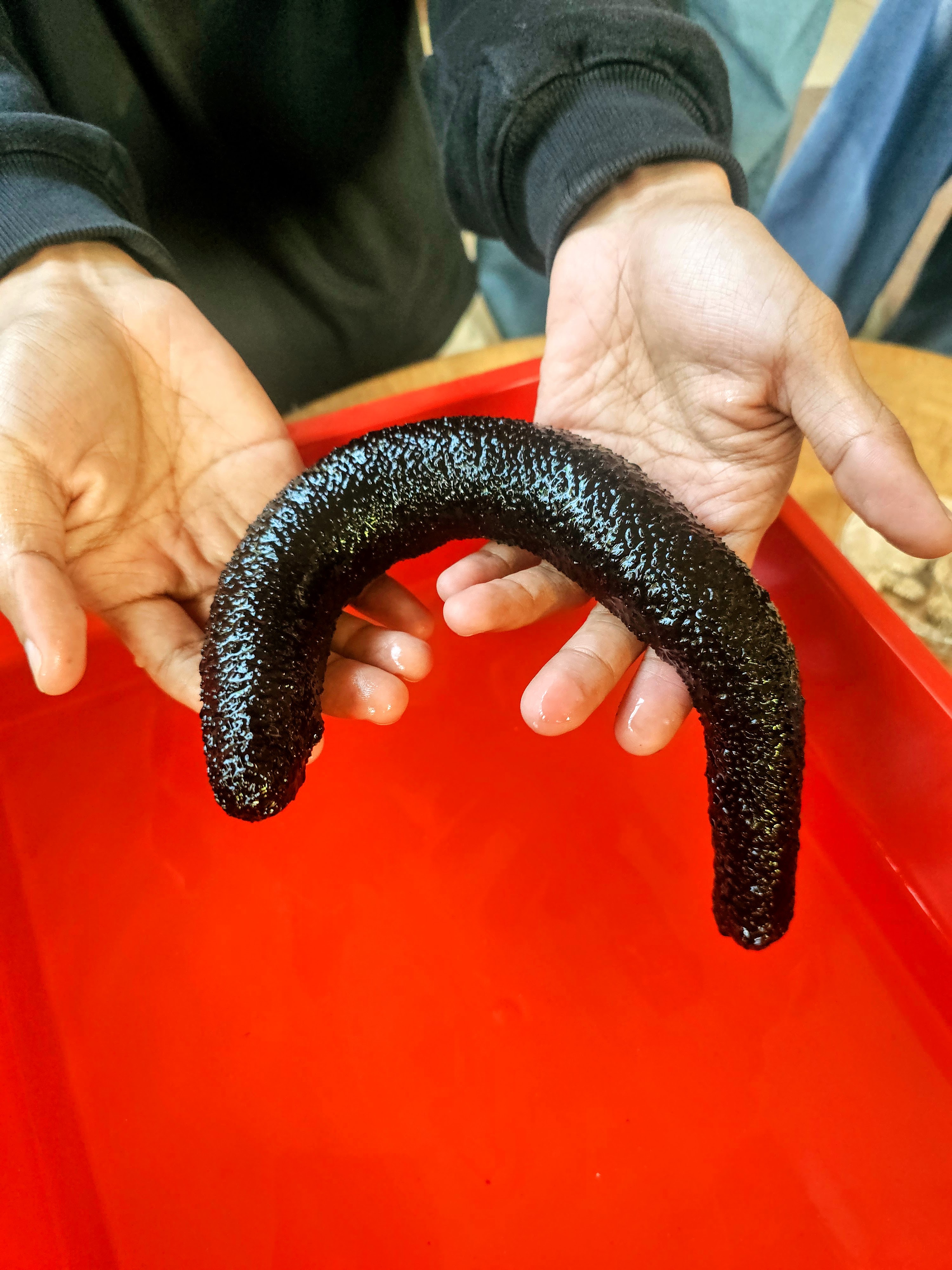 Sea cucumber at the Sea Cucumber Discovery Centre, The Ritz-Carlton, Langkawi