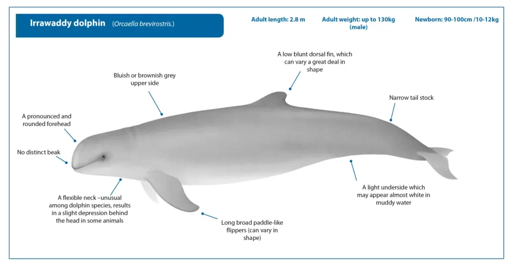 Facts about Irrawaddy dolphin