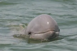 Unlike bottlenose dolphins, Irrawaddy dolphins have a rounded forehead and no prominent beak.